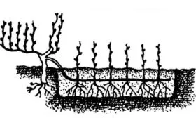 Отводками винограда Августин9