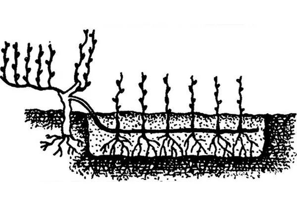 Отводками винограда Августин9