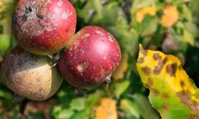 Парша яблони Красное раннее16