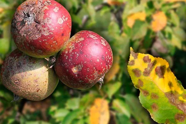 Парша яблони Красное раннее16