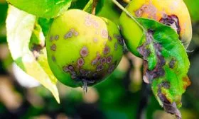 Парша яблони Штрейфлинг14 яблони Штрейфлинг14