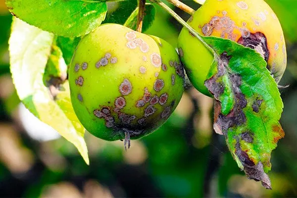 Парша яблони Штрейфлинг14 яблони Штрейфлинг14