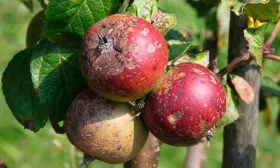 Парша яблони Сирена3