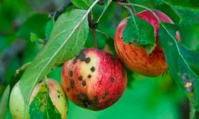 Парша Яблоня Бельфлёр-китайка6