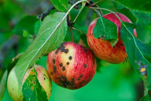 Парша Яблоня Бельфлёр-китайка6