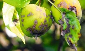 Парша Яблоня Голден Делишес13