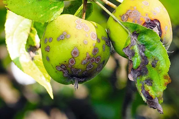 Парша Яблоня Голден Делишес13