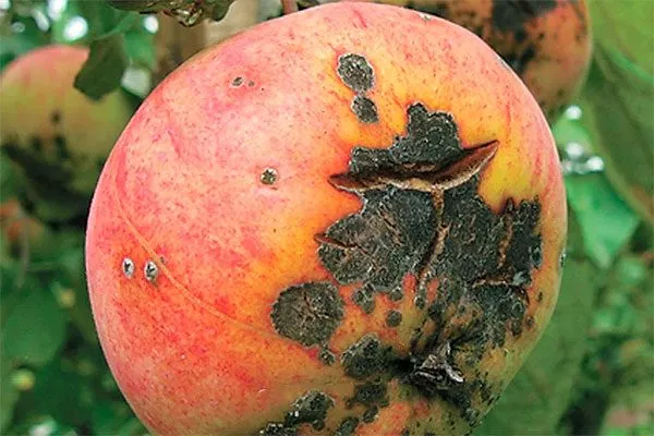 парша яблоня ветеран