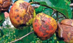 Паршой яблони Апорт14