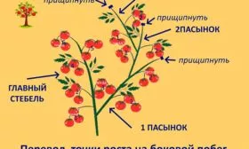 Пасынкование и формирование Сызранская пипочка8