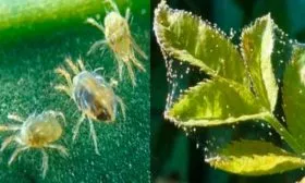 Паутинный клещ малины Кримсон найт7