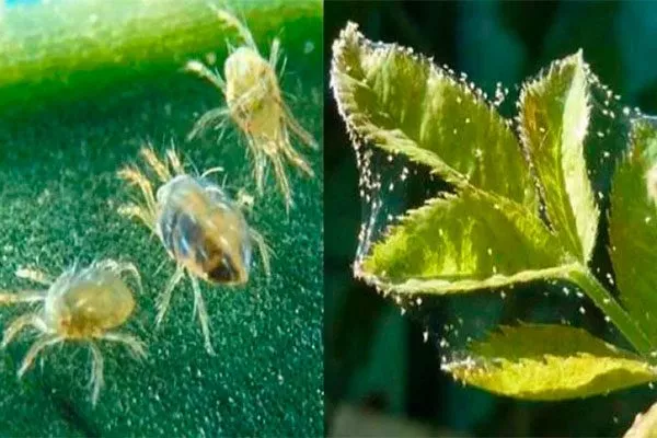 Паутинный клещ малины Кримсон найт7