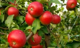 Пепин Шафрановый яблони Вишнёвое13