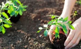 Пересадка рассады в теплицу или открытый грунт томаты Чудо Света8