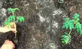 Пересадка в грунт томаты сорта Лабрадор8