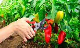 сбор урожая перцев Банановый десерт