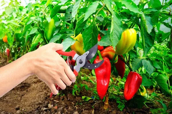 сбор урожая перцев Банановый десерт