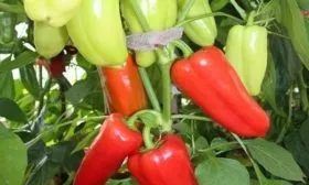 аналог сорта - перец Джипси