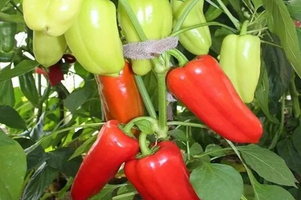 аналог сорта - перец Джипси