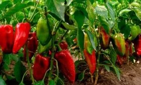 аналог сорта - перец Буратино
