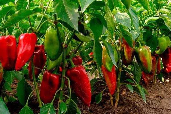 аналог сорта - перец Буратино