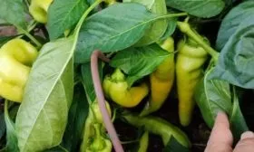 куст сорта Банановый десерт