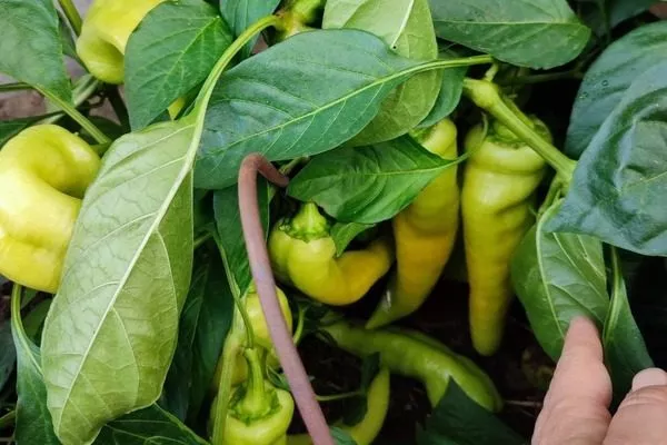 куст сорта Банановый десерт