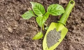 подкормка перца Банановый десерт