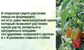 формирование куста перца Банановый десерт