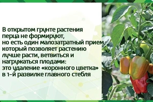 формирование куста перца Банановый десерт