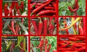 аналоги перца Бараний рог 2