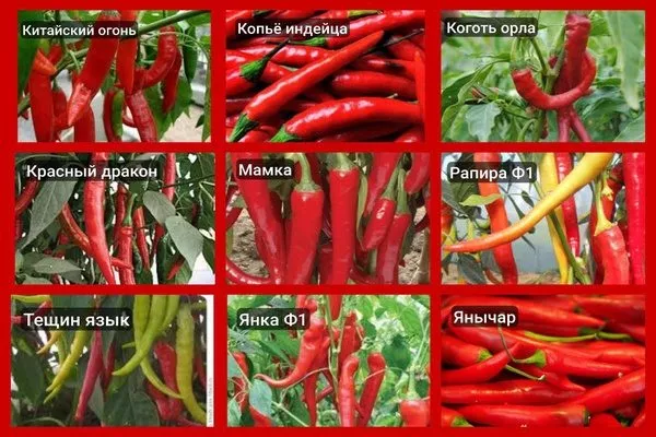 аналоги перца Бараний рог 2