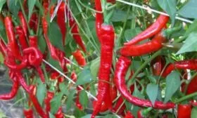 кусты перца Бараний рог