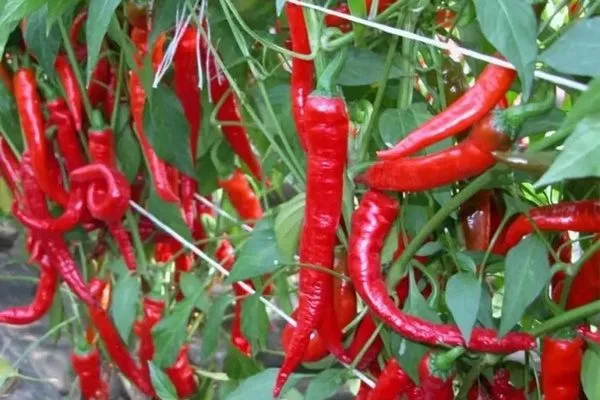 кусты перца Бараний рог