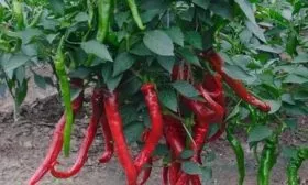 растение сорта Бараний рог