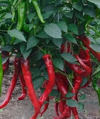 растение сорта Бараний рог