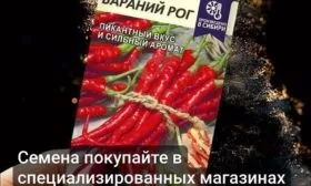 семена перца Бараний рог