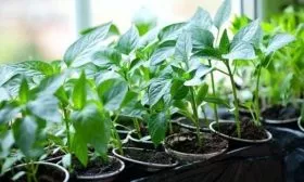 рассада перца Бараний рог