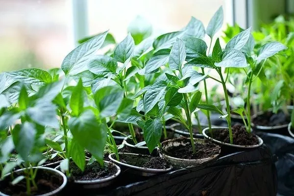 рассада перца Бараний рог