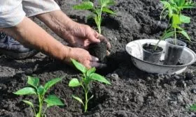 высадка рассады Бараний рог на грядку