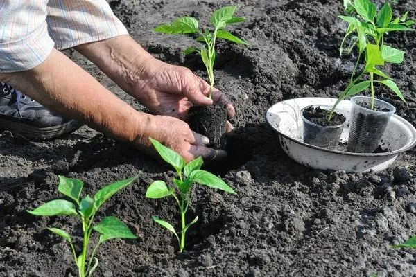 высадка рассады Бараний рог на грядку