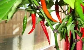 выращивание Бараньего рога на подоконнике