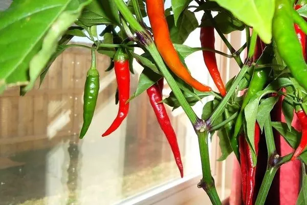 выращивание Бараньего рога на подоконнике