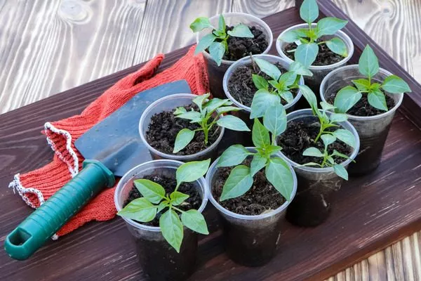 рассада перца Ливадия