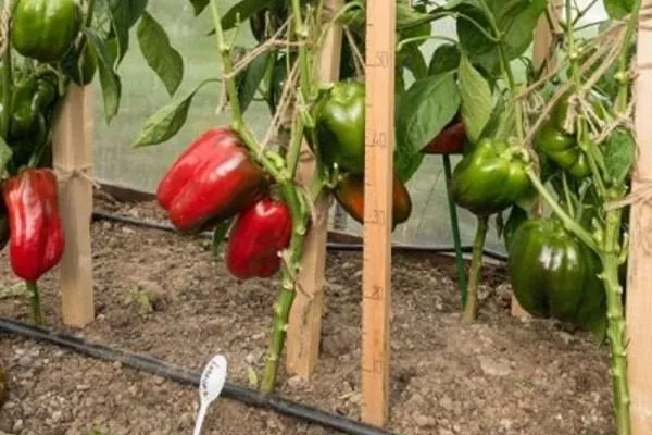 кусты перца Ливадия