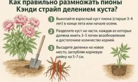 размножение пиона Кэнди страйп делением куста