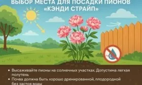 выбор места для выращивания Кэнди страйп