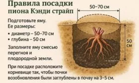 посадка пиона Кэнди страйп