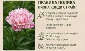 полив пиона Кэнди страйп
