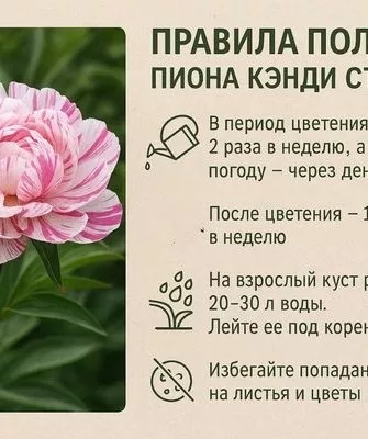 полив пиона Кэнди страйп